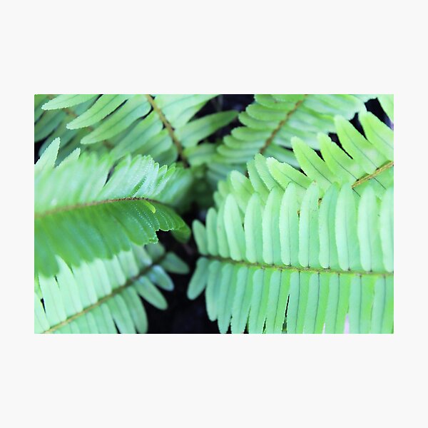 Item preview, Into the Darkness of the Fern designed and sold by Islandjunkie09.