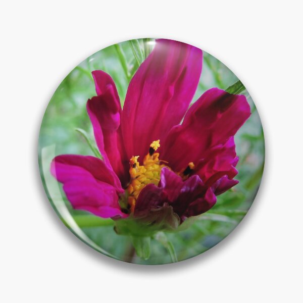 Item preview, Cosmos bipinnatus - Garden Cosmos or Mexican Aster designed and sold by Marilyn Harris.