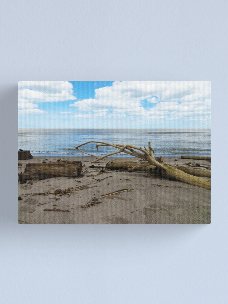 "Driftwood on The Beach" Canvas Print by dahlymama Redbubble