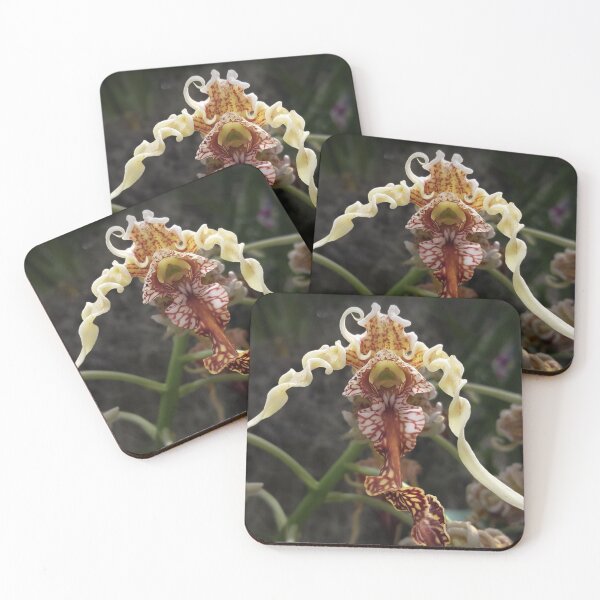 Item preview, An Unusual and Beautiful Ladyslipper Orchid Flower designed and sold by MomentofPercep.