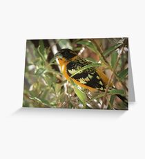 Black-headed Grosbeak (Breeding Male) Greeting Card