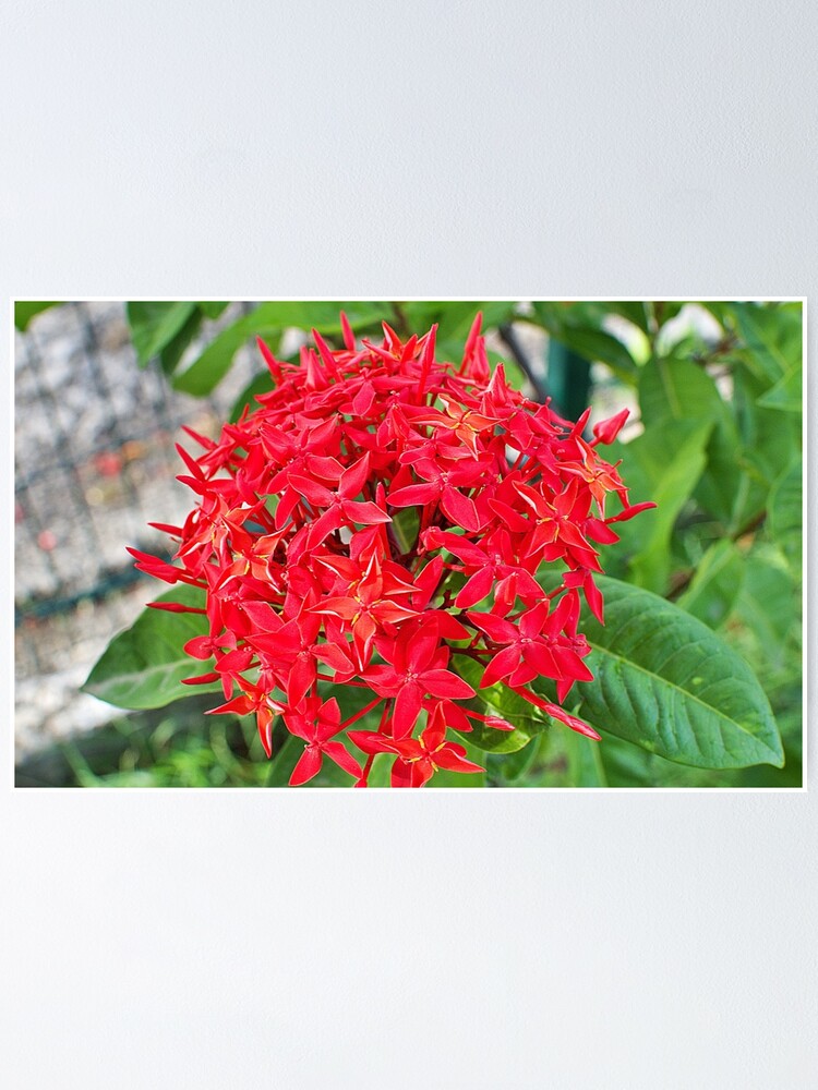 Póster «Flor de flor de Ixora recién roja» de richiestudios30 | Redbubble