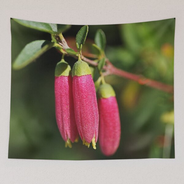 Item preview, Fuchsia Dusky Bells designed and sold by Joy Watson - Natural Light Photography .