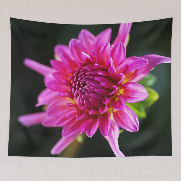 Item preview, Dahlia Pink Glow designed and sold by Joy Watson - Natural Light Photography .