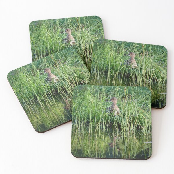 Item preview, Todos mis hijos escondidos. Wigeon eurasiático designed and sold by Jouko Lehto Photography.