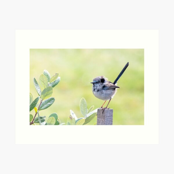 Item preview, Male Superb Fairy Wren  designed and sold by Aussiegall.