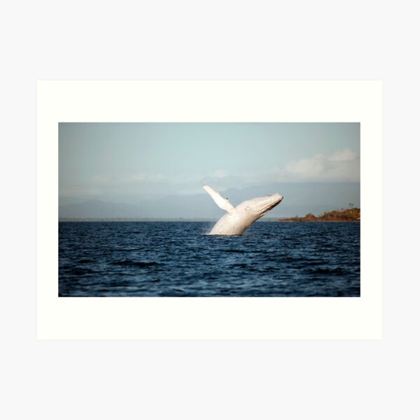 Show Off - Migaloo the white whale Art Print