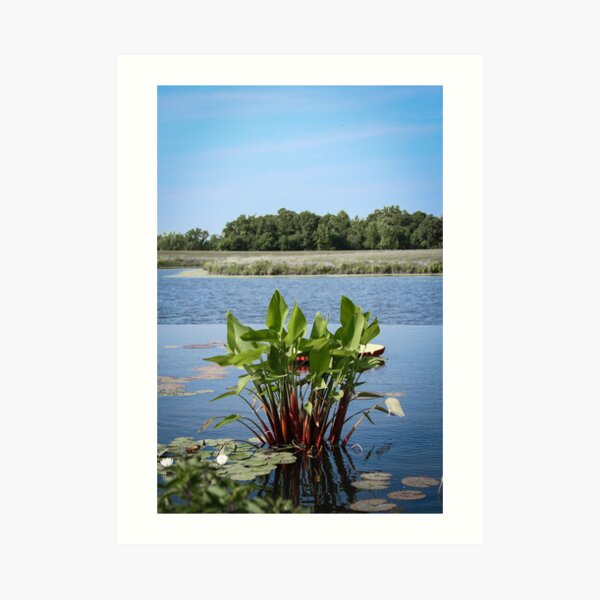 Art Print