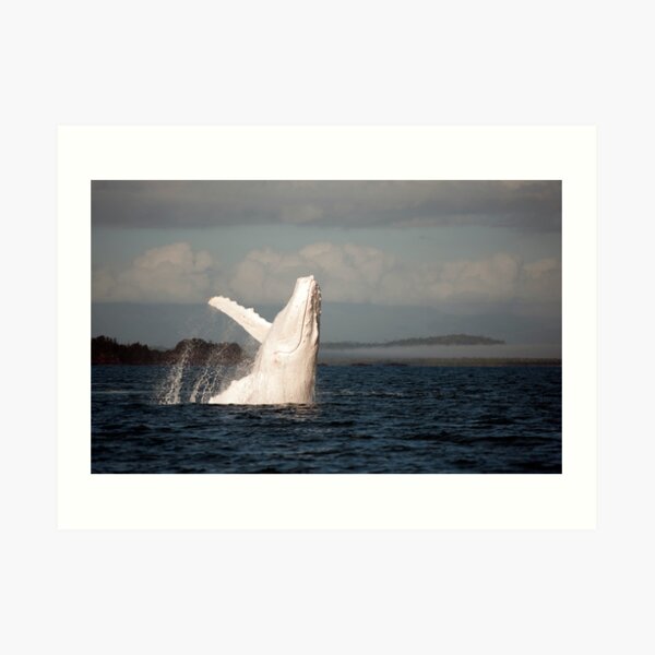 White Whale Wave - Migaloo Art Print