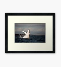 White Whale Wave - Migaloo Framed Print