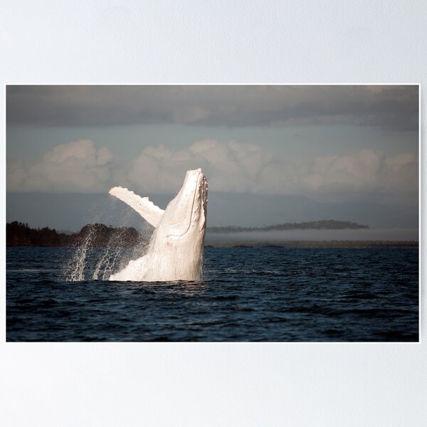 White Whale Wave - Migaloo Poster