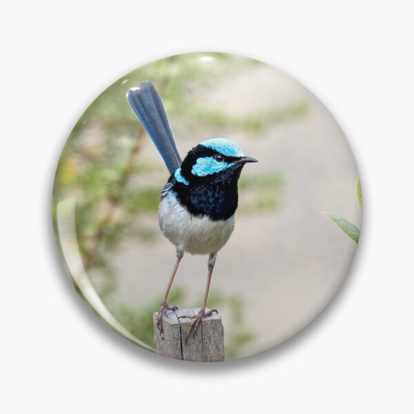 Item preview, Male Superb Fairy Wren designed and sold by Aussiegall.