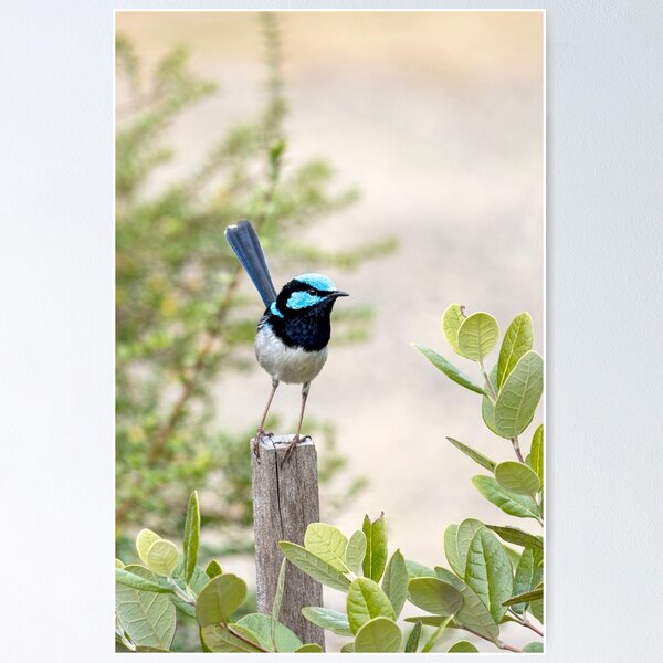Male Superb Fairy Wren Poster