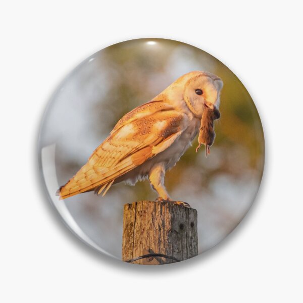 Item preview, Barn owl with mouse near Canterbury designed and sold by rogerstanger.
