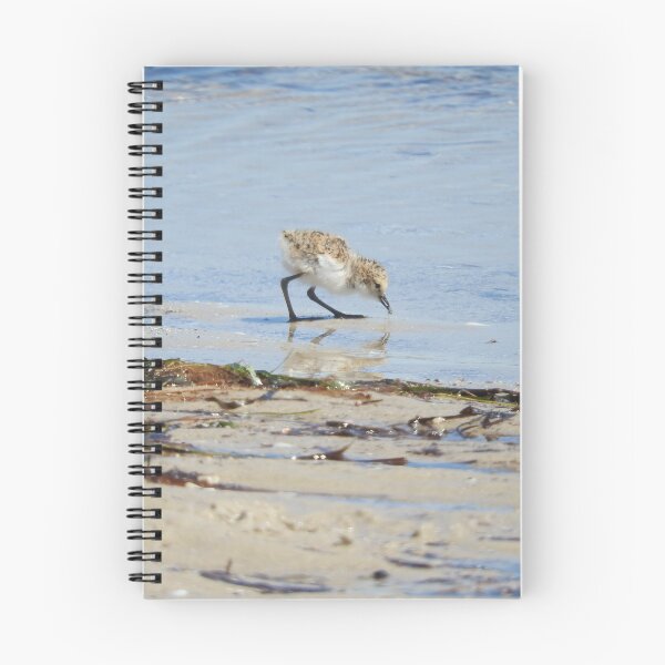 Item preview, Red-capped plover chick eating designed and sold by BirdBags.