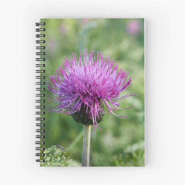 Item preview, Melancholy thistle 2 designed and sold by Jouko Lehto Photography.