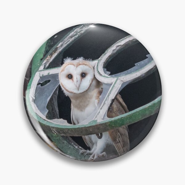Item preview, Baby barn owl in window designed and sold by rogerstanger.