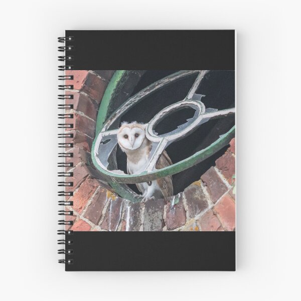 Item preview, Baby barn owl in window designed and sold by rogerstanger.
