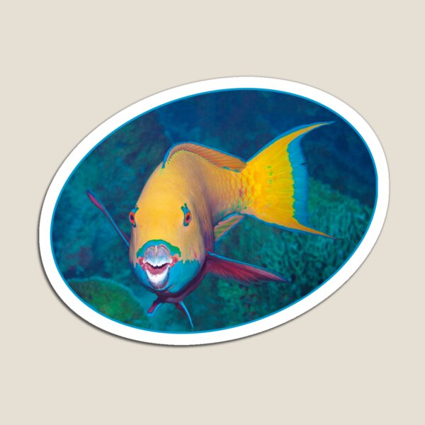 Papageifisch | Bin ich schön? | Magnet