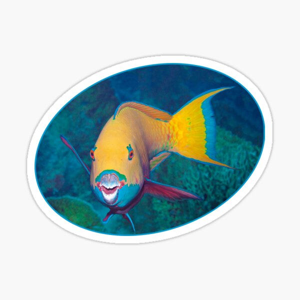 Papageifisch | Bin ich schön? | Sticker