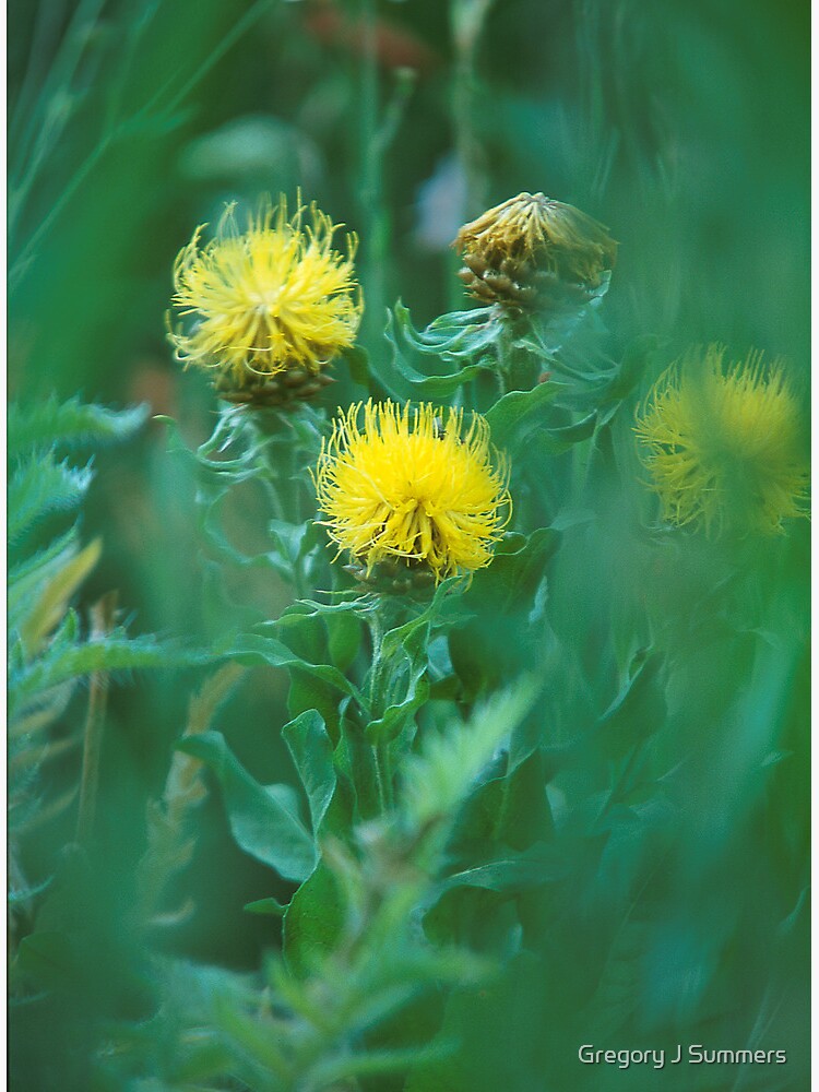 Sweet As Summer by nikongreg