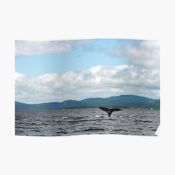Humpback Whale Poster