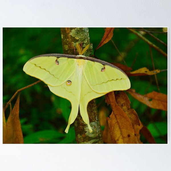 Item preview, Luna Moth designed and sold by Kathy Baccari.