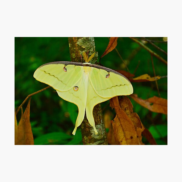Item preview, Luna Moth designed and sold by Kathy Baccari.