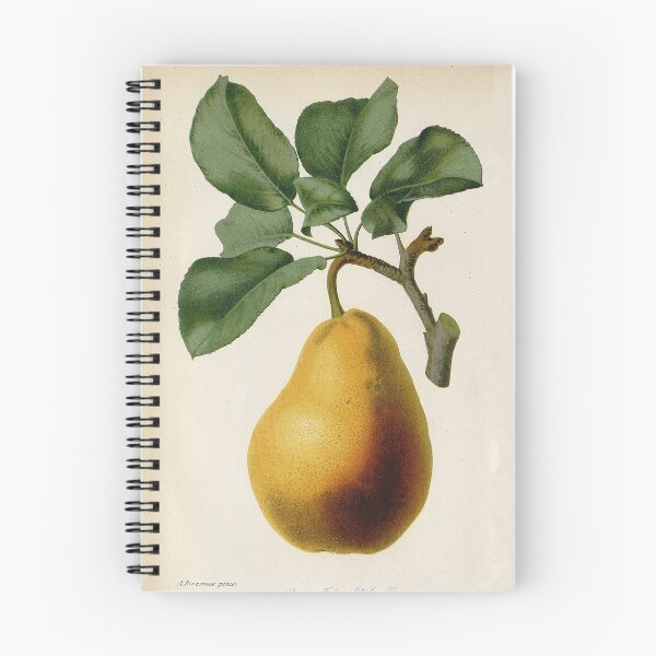 Item preview, Vintage French botanical illustration - Poire Jules d Ayrolles designed and sold by Gardenlibrary.