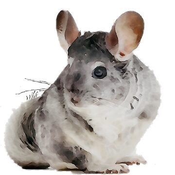 Artwork thumbnail, Chinchilla by racer0220