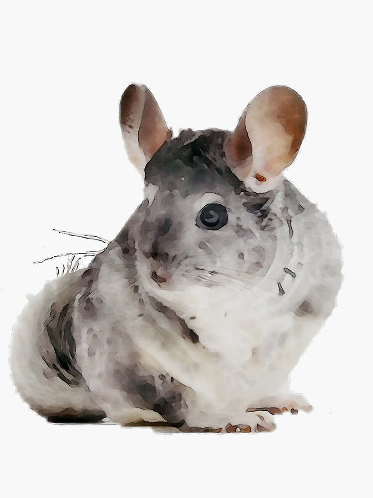 Thumbnail 3 of 3, Sticker, Chinchilla designed and sold by racer0220.