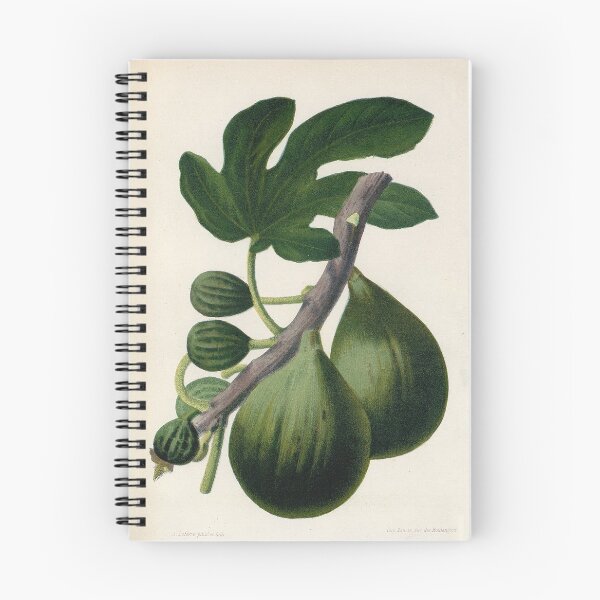 Item preview, Vintage French botanical illustration - Figue blanche a peau verte designed and sold by Gardenlibrary.