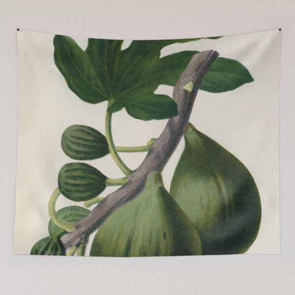Item preview, Vintage French botanical illustration - Figue blanche a peau verte designed and sold by Gardenlibrary.
