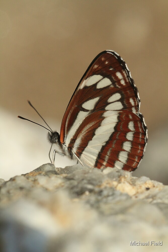 Glider butterfly on rocks, Rila Mountains Bulgaria" by Michael