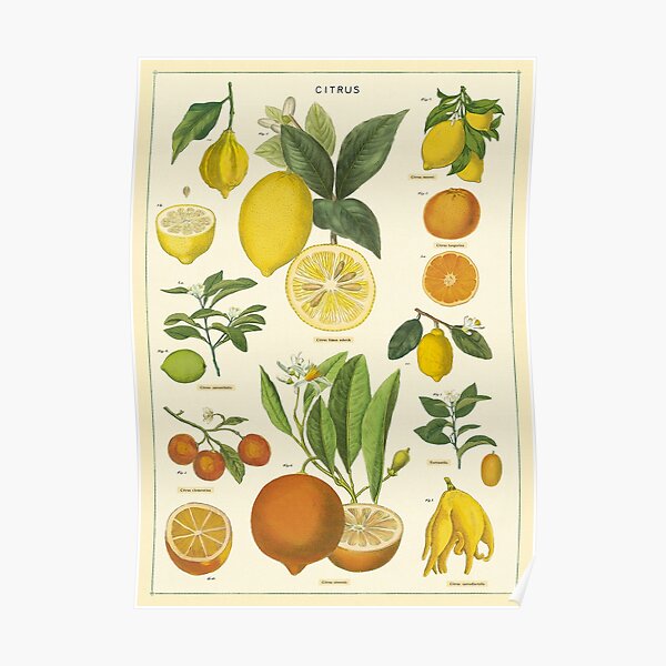 Lemon and Orange Vintage Botanical Chart Poster