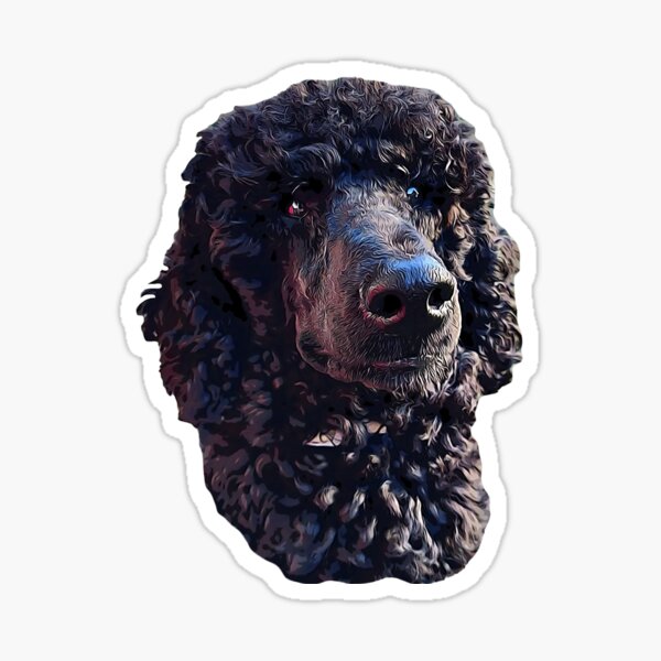 black poodle items