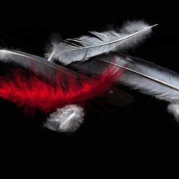 Artwork thumbnail, Red Feather by Randi Grace Nilsberg