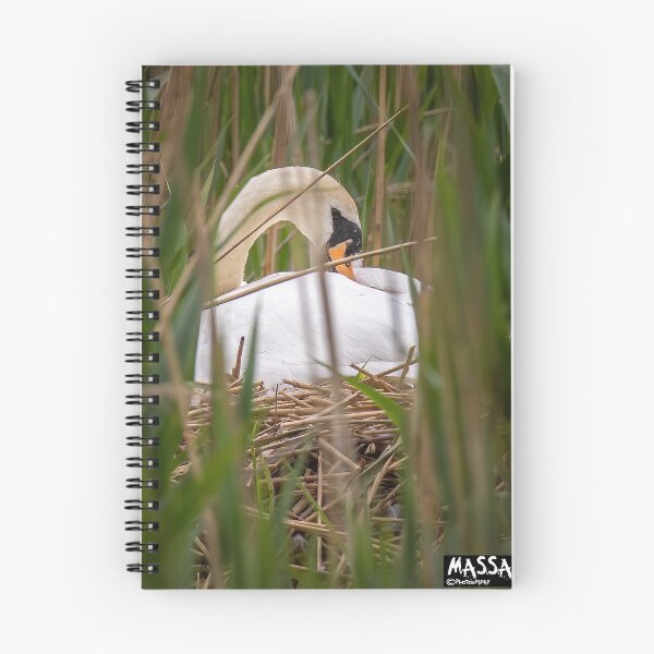 Item preview, Swan sitting on her nest designed and sold by PhotographMassa.