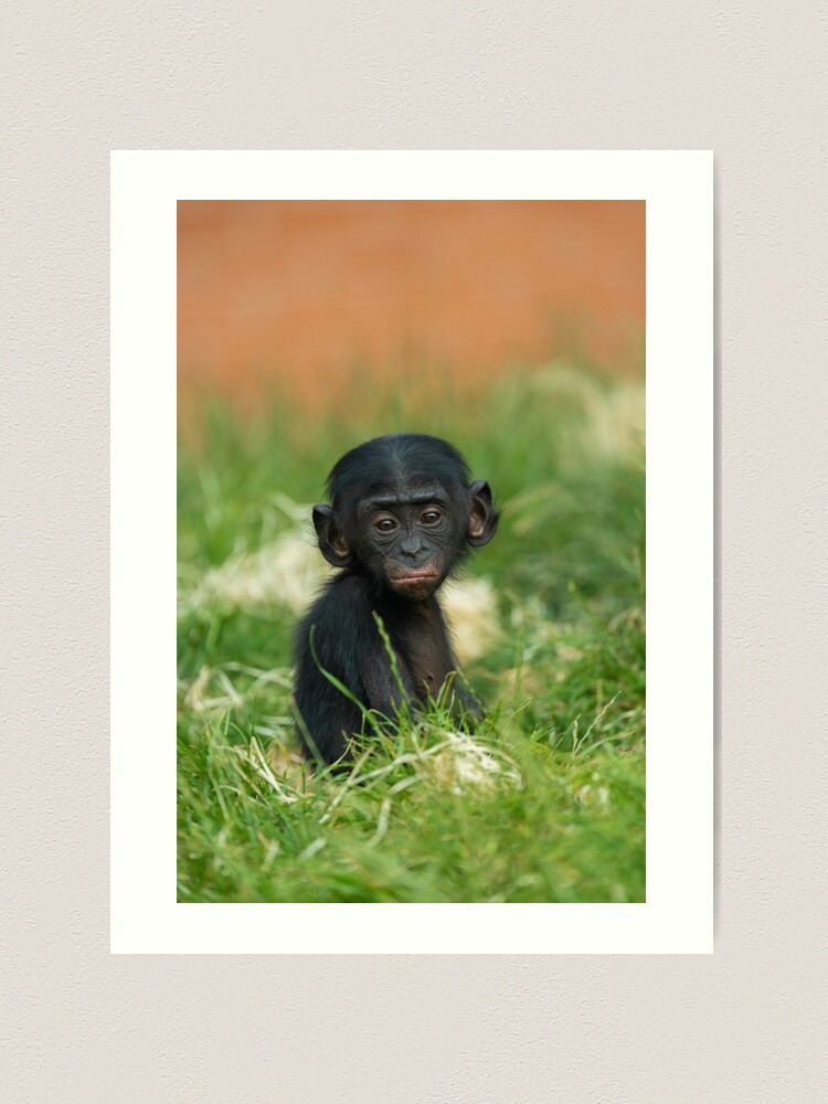 ARTCANVAS Bonobo Monkey Pygmy Chimpanzee Africa Great Ape Canvas Art Print 2024