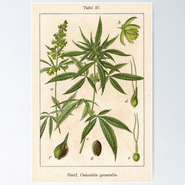Item preview, Vintage German botanical illustration - Cannabis Sativa designed and sold by Gardenlibrary.