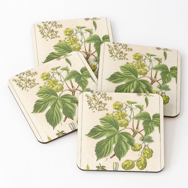 Item preview, Vintage German botanical illustration - Humulus lupulus (hop) designed and sold by Gardenlibrary.