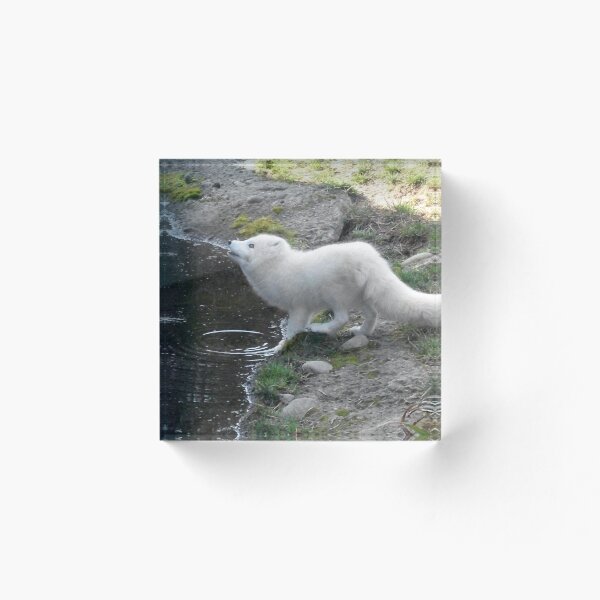 Aperçu de l'œuvre  prise au zoo et aquarium de Point Defiance créée et vendue par YogiColleen.