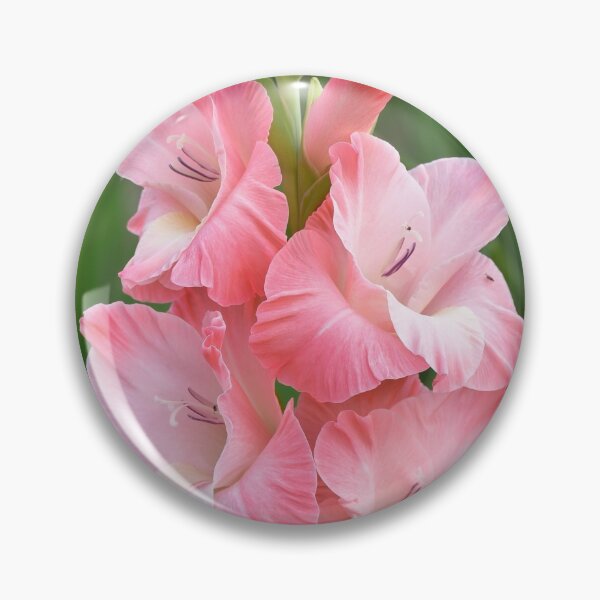 Item preview, Soft pink gladiolus designed and sold by IoanaHraball.