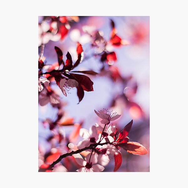 Stay like this forever Photographic Print