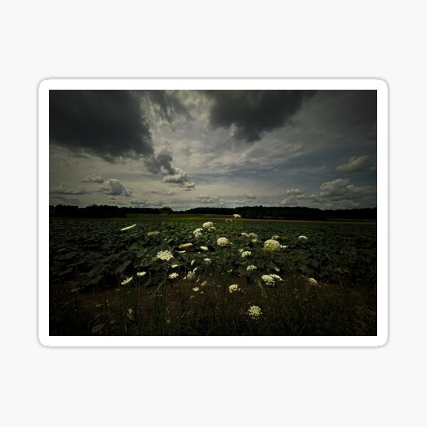 Queen Anne’s Lace Sticker
