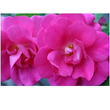 Artwork thumbnail, Two Roses by Orchyd