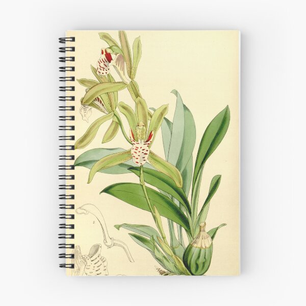 Item preview, Cymbidium tigrinum designed and sold by EsotericBotanic.