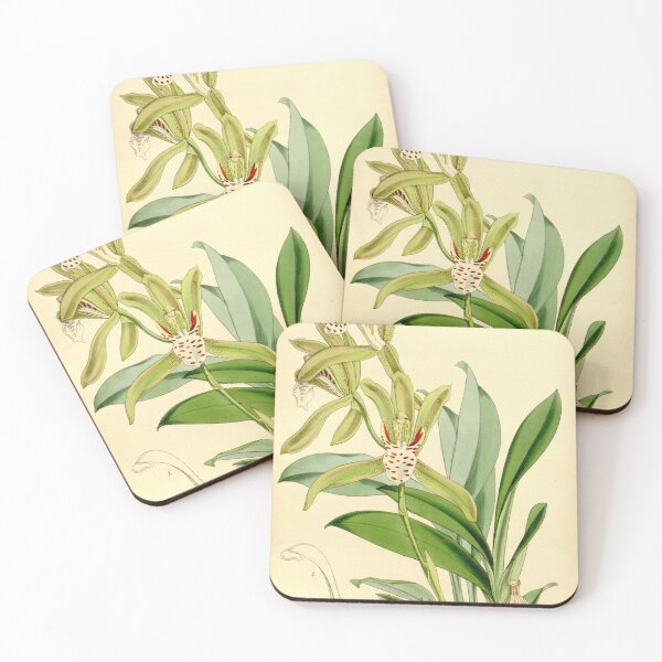 Item preview, Cymbidium tigrinum designed and sold by EsotericBotanic.