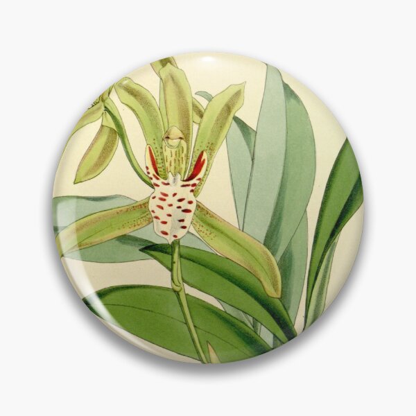 Item preview, Cymbidium tigrinum designed and sold by EsotericBotanic.