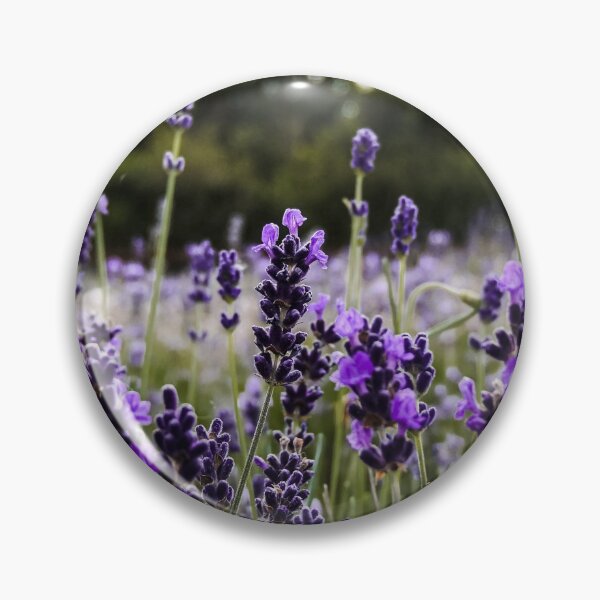 Item preview, Hitchin Lavender Fields Macro / Primer plano designed and sold by ChloePorter17.